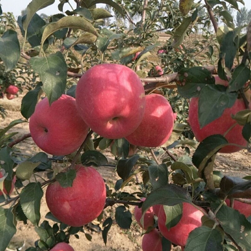 【无中间商】辽宁红富士苹果口感脆甜个头均匀货源充足