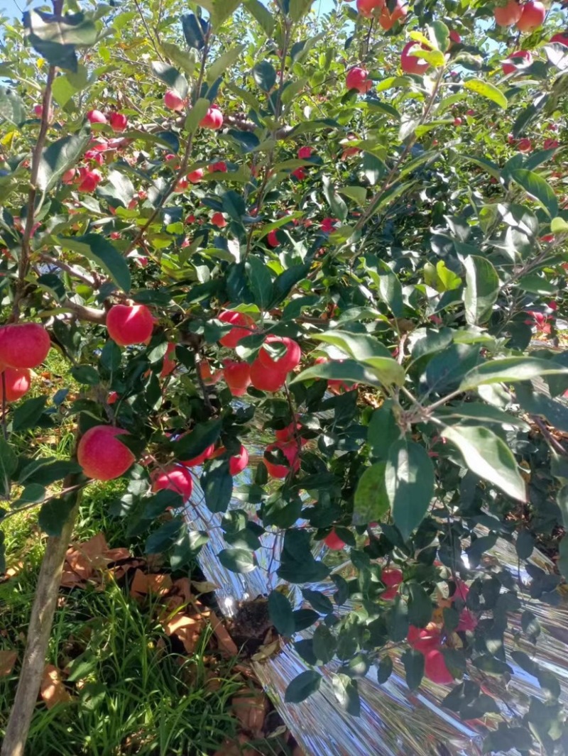 【无中间商】辽宁红富士苹果口感脆甜个头均匀货源充足