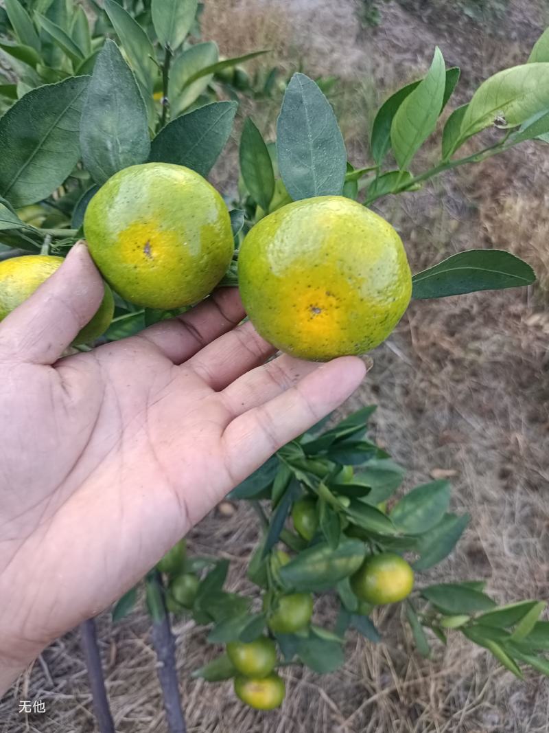 湖南永州江永回龙圩，特色蜜橘...无籽肉多，水份充足..
