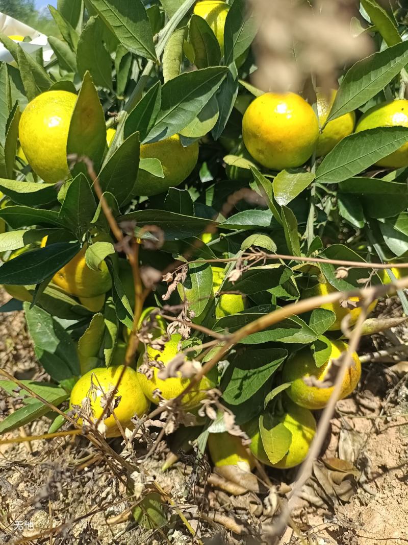 湖南永州江永回龙圩，特色蜜橘...无籽肉多，水份充足..