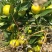 湖南永州江永回龙圩，特色蜜橘...无籽肉多，水份充足..