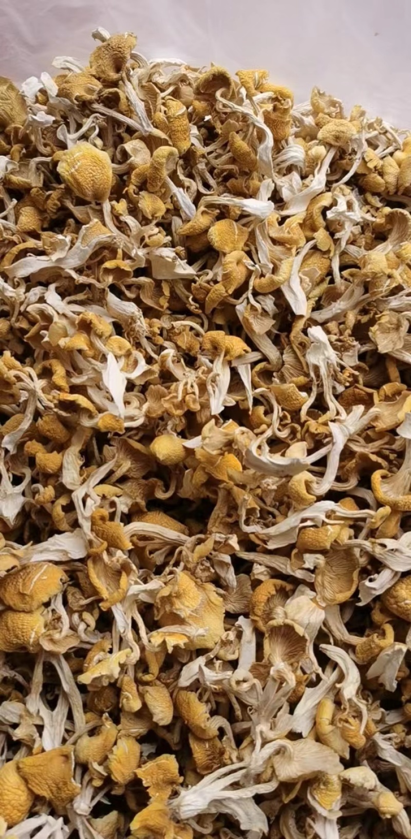 鸡油菌干货