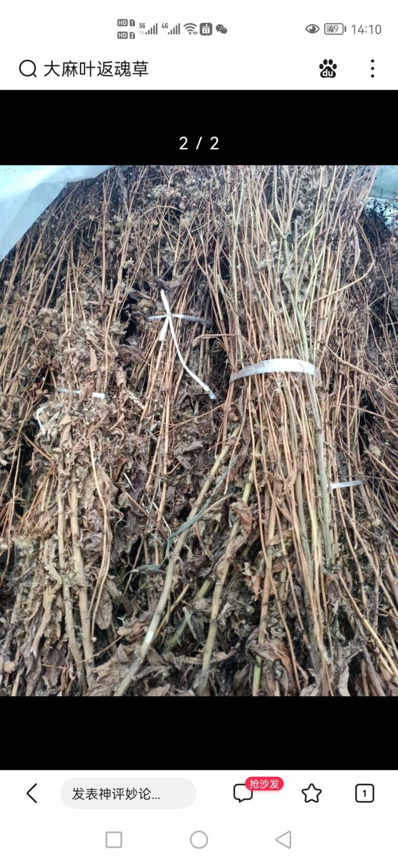白薇直播四年400亩自家种植另有返魂草