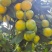 无籽蜜桔(果大汁足，口感甜蜜，果面干净，一手货源充足