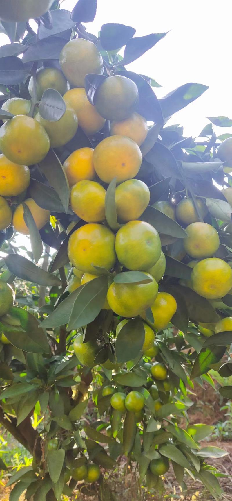 无籽蜜桔(果大汁足，口感甜蜜，果面干净，一手货源充足