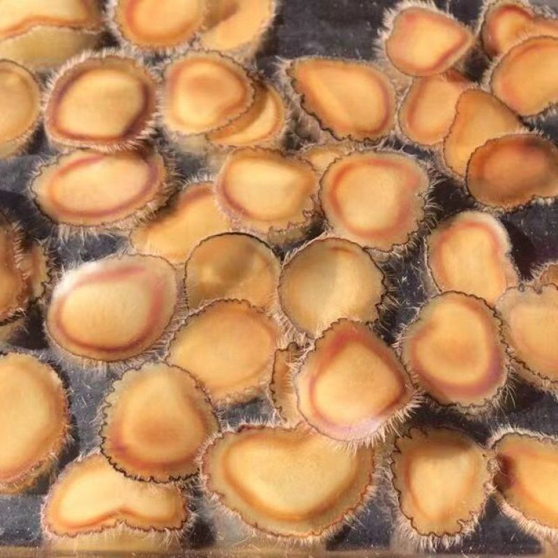 鹿茸片含血量好精品血茸红片细腻好质量均匀圆片无碎残次片