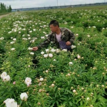 野生单片赤芍白花5年根，60余亩