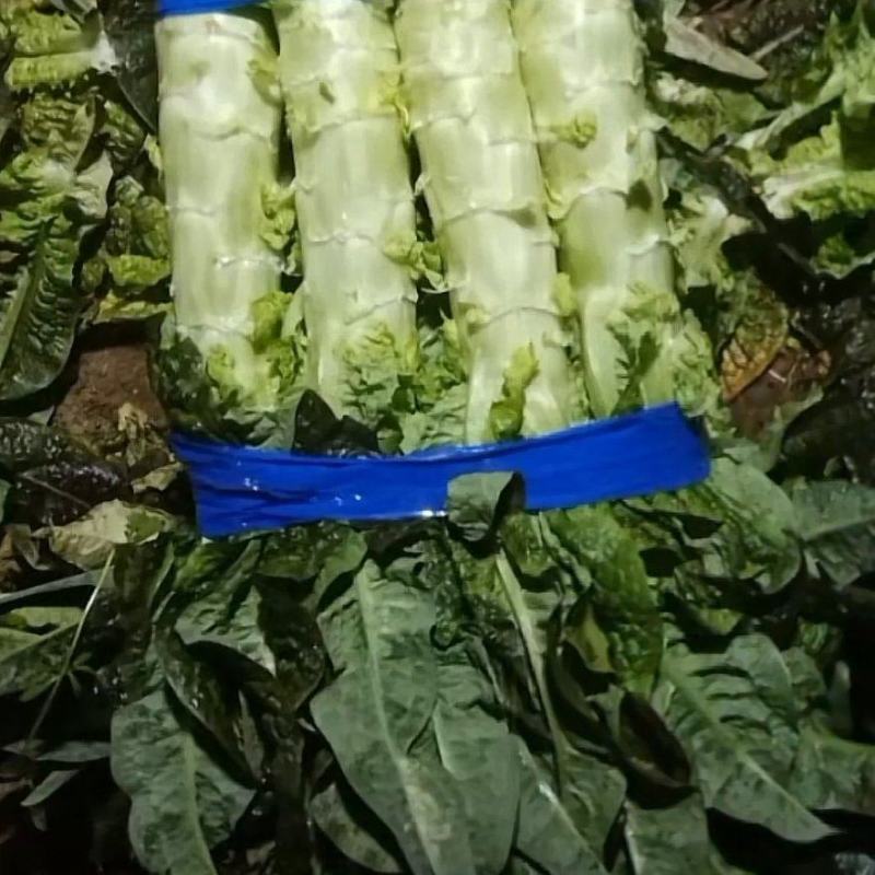 安徽莴苣精品红尖叶莴笋青皮青肉原产地发货，电商，杆