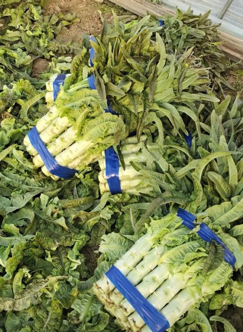 安徽莴苣精品红尖叶莴笋青皮青肉原产地发货，电商，杆