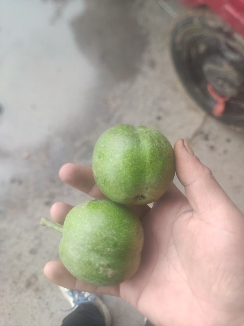 青皮核桃全国代发
