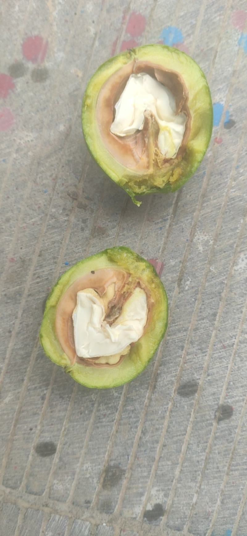青皮核桃全国代发