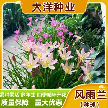 风雨兰种球重瓣四季开花雨兰葱兰韭兰耐寒耐热庭院种植