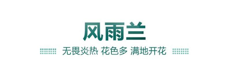风雨兰种球重瓣四季开花雨兰葱兰韭兰耐寒耐热庭院种植