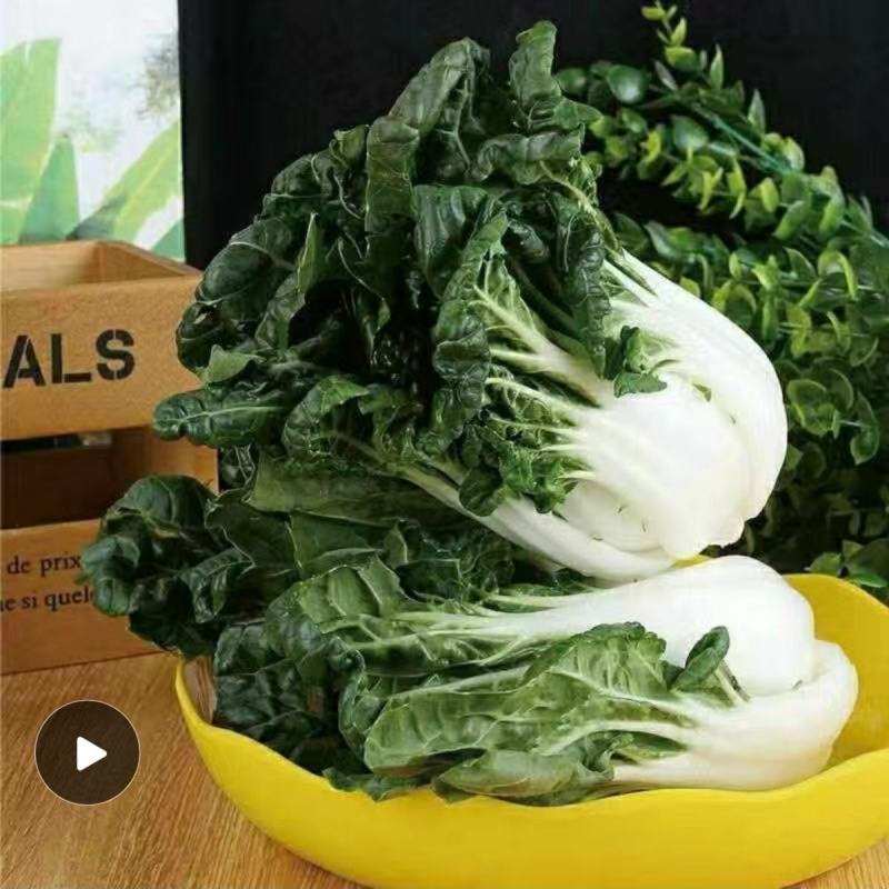 黑油白菜种子奶白菜乌塌小白菜种籽黑油冬种籽四季播农家蔬菜