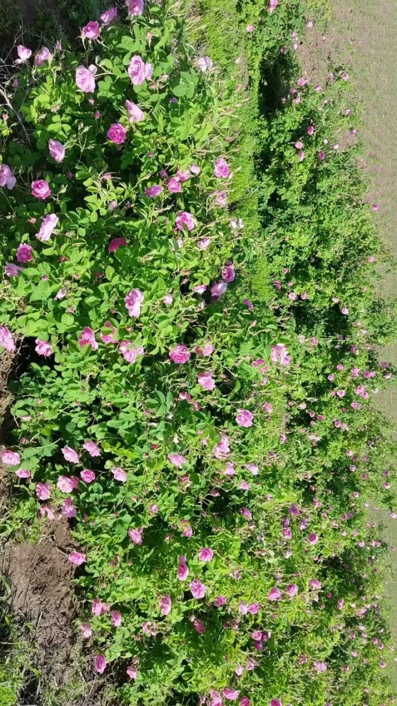 大马士革玫瑰原液纯露，新疆伊犁产地直发，可招全国代理