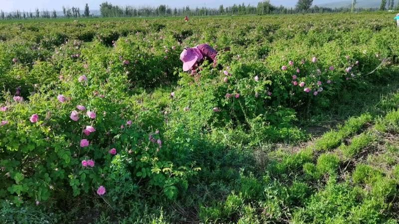 大马士革玫瑰原液纯露，新疆伊犁产地直发，可招全国代理