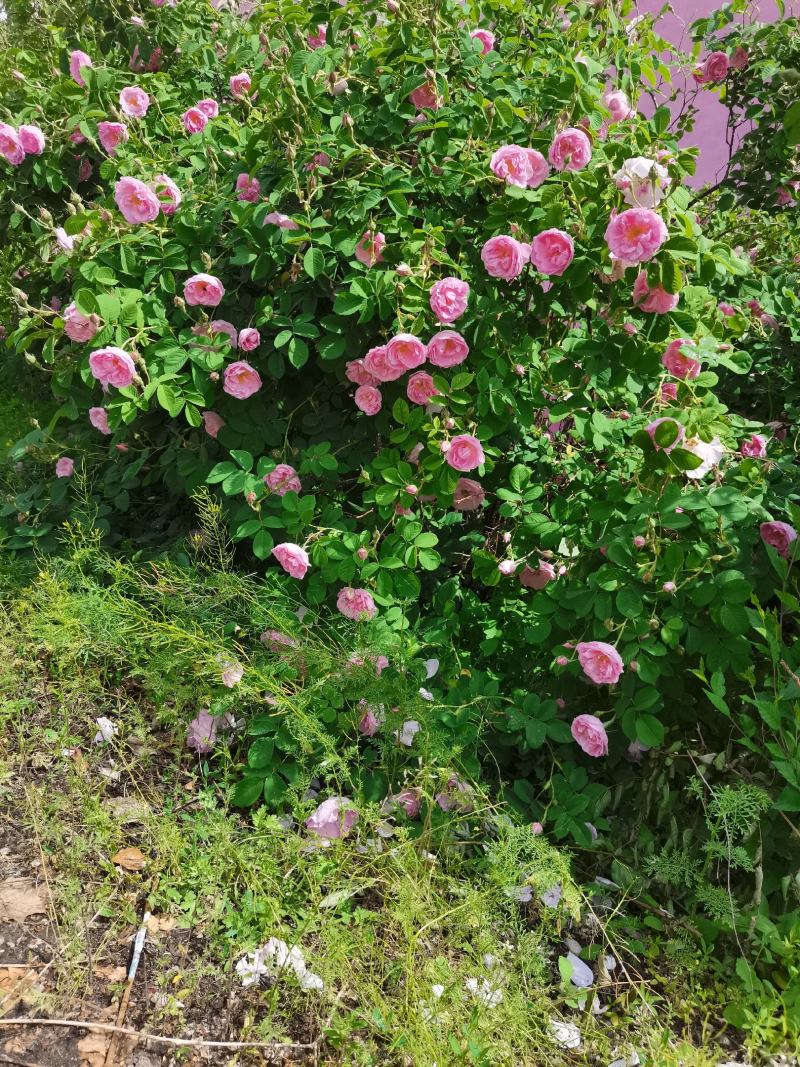 大马士革玫瑰原液纯露，新疆伊犁产地直发，可招全国代理