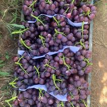 【推荐】山东烟台沙土地巨峰葡萄大量开始上市了