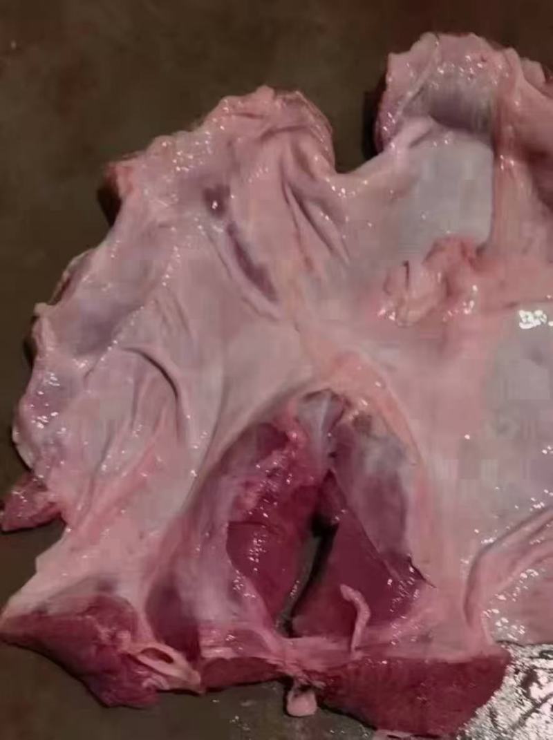 护心肉/母猪护心肉