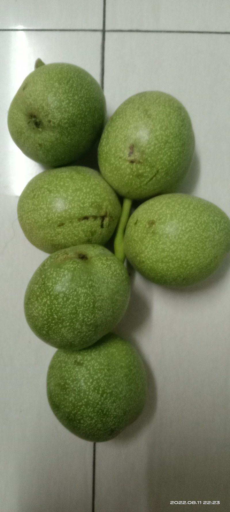 青皮核桃手摘果西伕，中林，清香，大量供货，有需要提前联糸