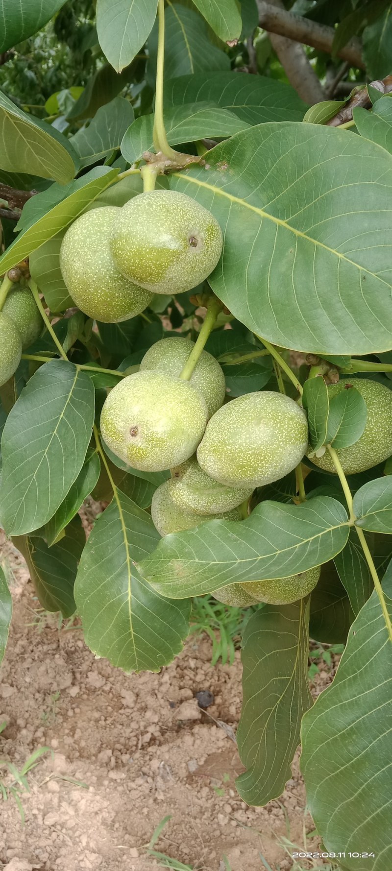 青皮核桃手摘果西伕，中林，清香，大量供货，有需要提前联糸