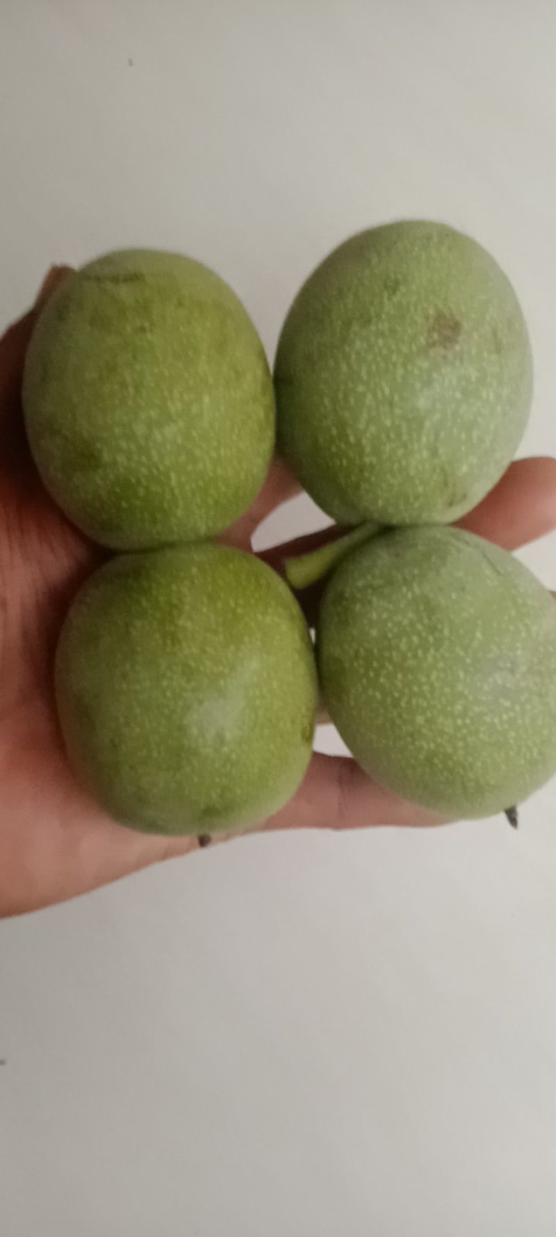 青皮核桃手摘果西伕，中林，清香，大量供货，有需要提前联糸