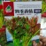 四季红油香椿种子芽苗菜香椿树种子四季播种包发芽新种