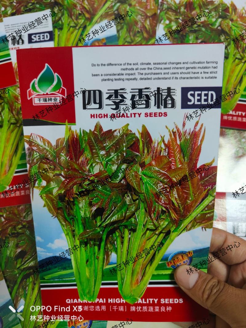 四季红油香椿种子芽苗菜香椿树种子四季播种包发芽新种