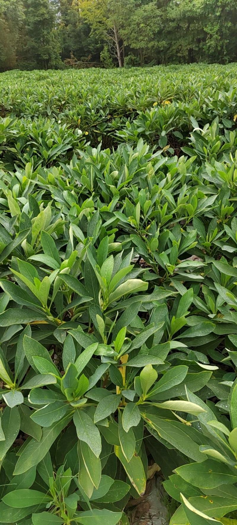 基地销售各规格精品结香，量大从优，欢迎选购