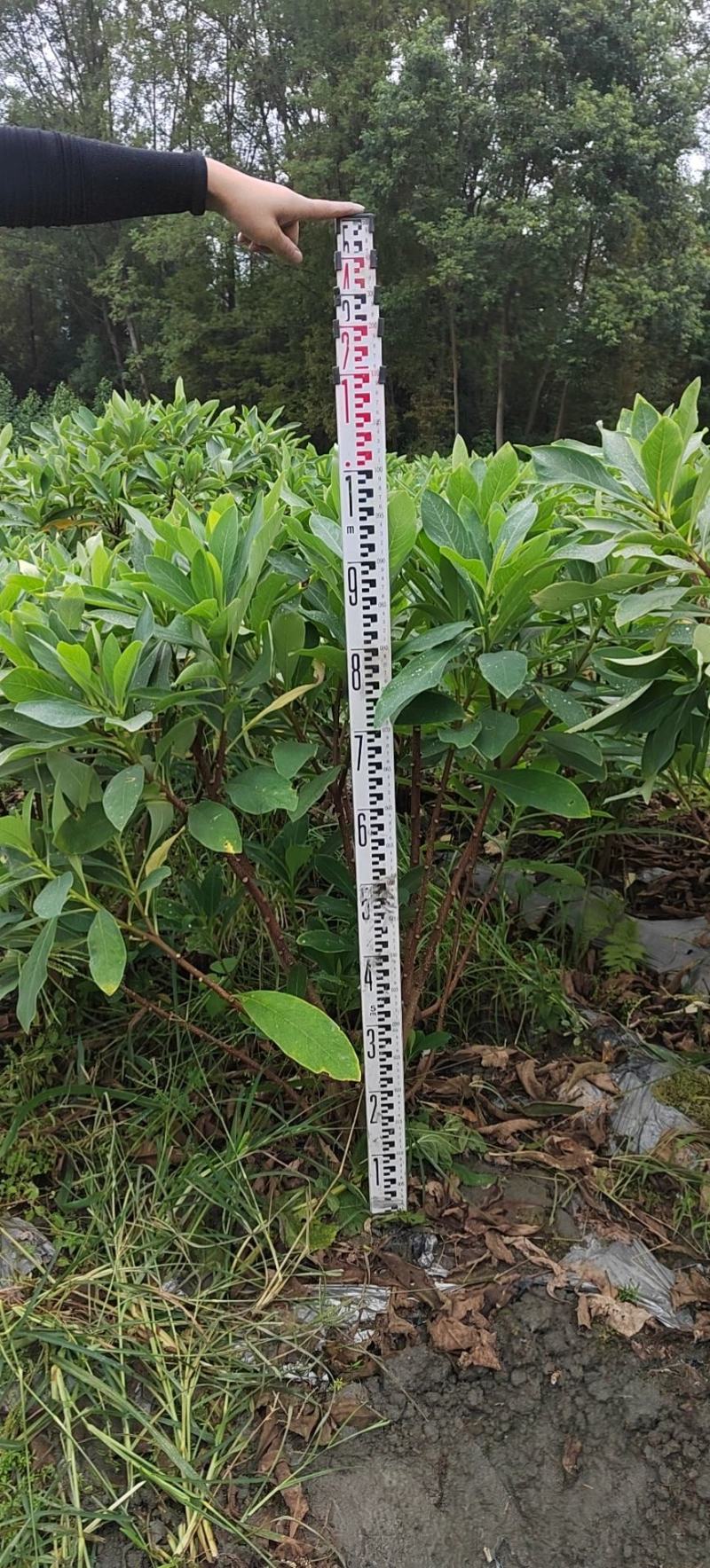 基地销售各规格精品结香，量大从优，欢迎选购