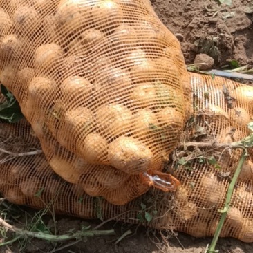 一到三两淀粉土豆大量