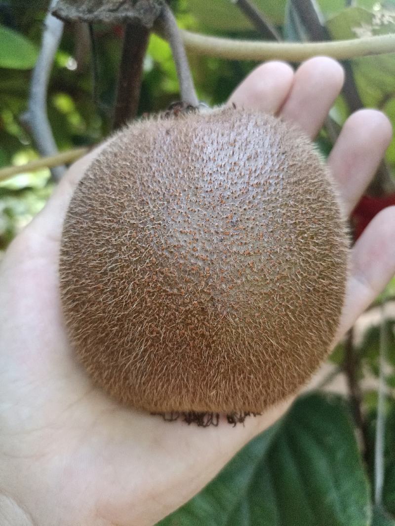 不冷藏，不转手，不滞留的徐香猕猴桃大量上市了，好吃不贵！