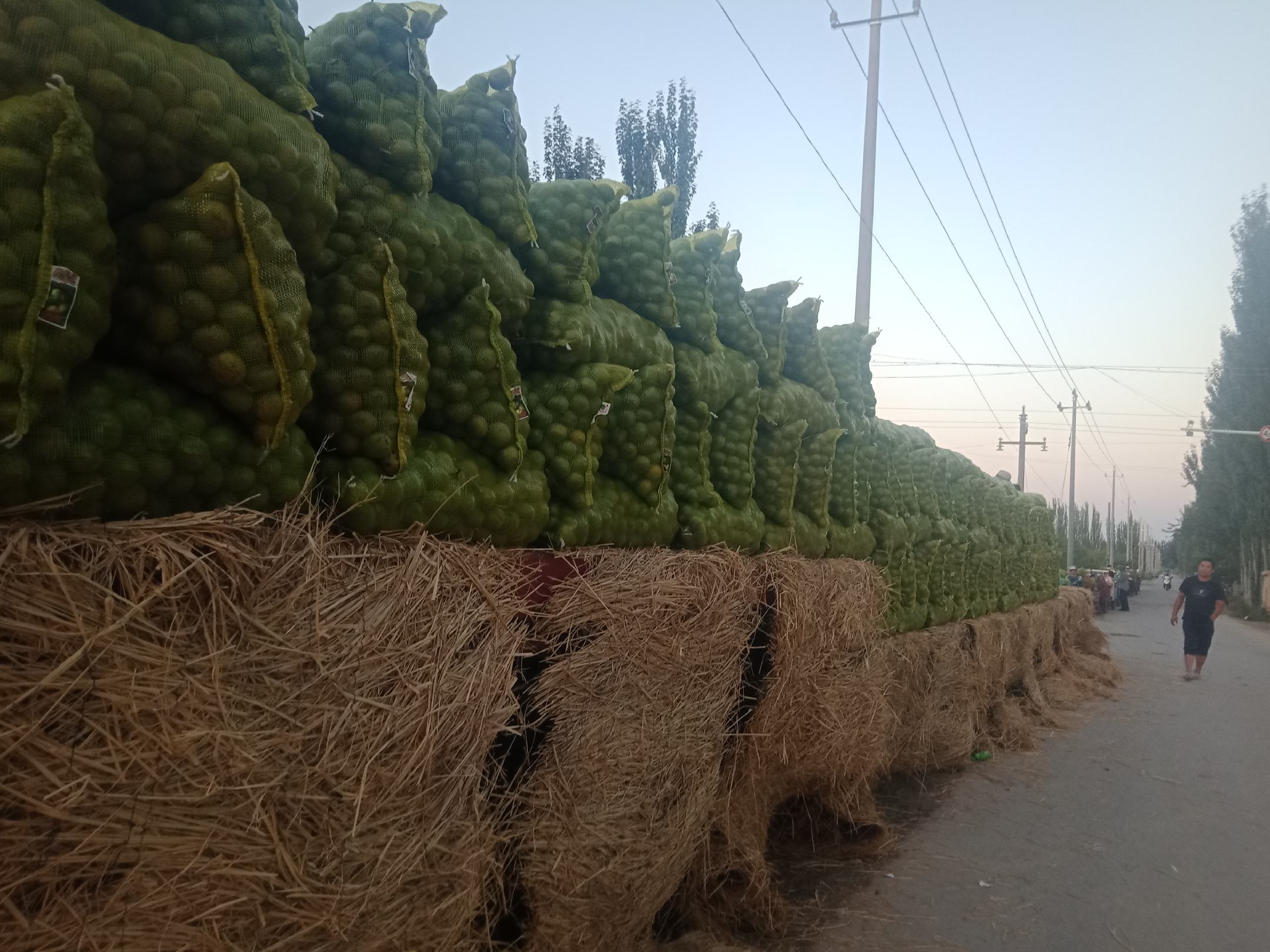 青皮核桃采摘现场