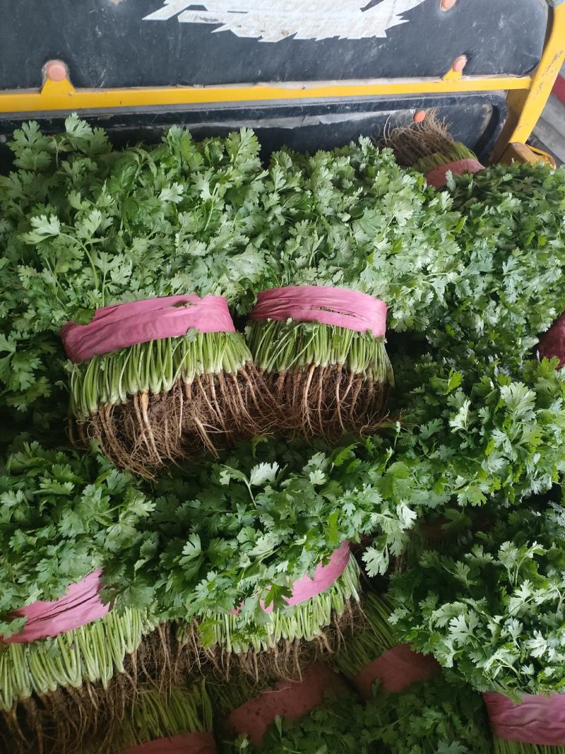 精品香菜产地一手货源诚信代办保质保量！