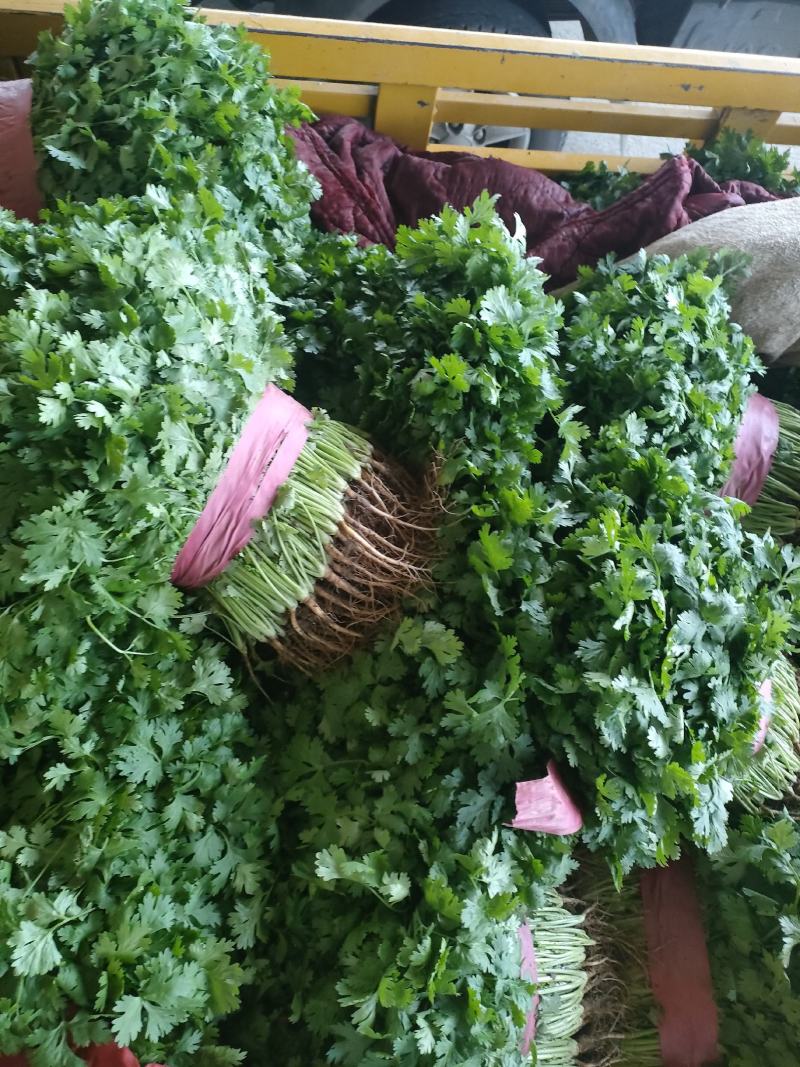 精品香菜产地一手货源诚信代办保质保量！