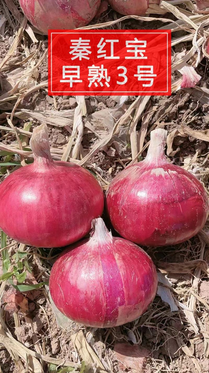 秦红宝，杨星开始供应