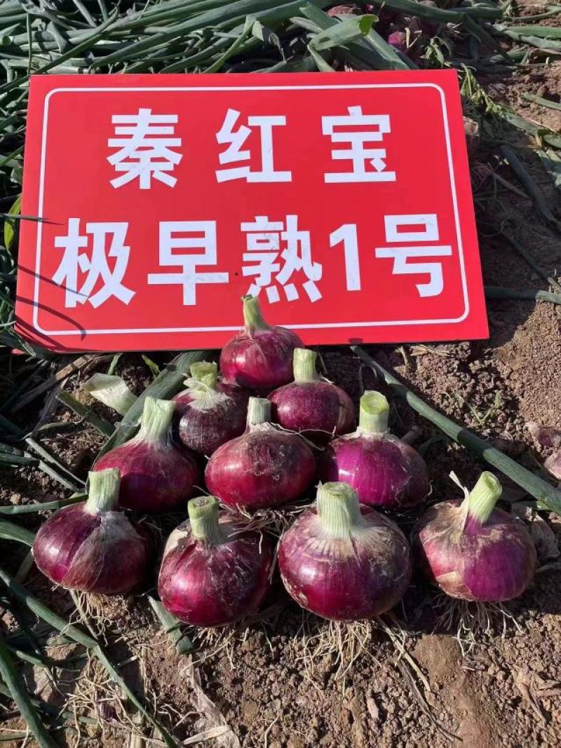 秦红宝，杨星开始供应