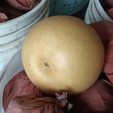 晚秋金黄梨