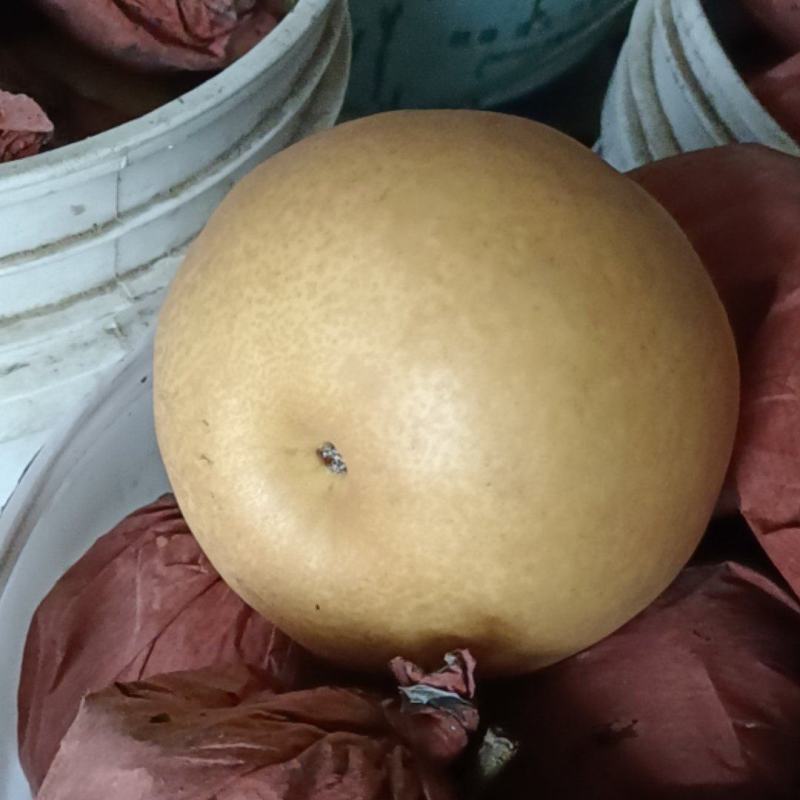 晚秋金黄梨