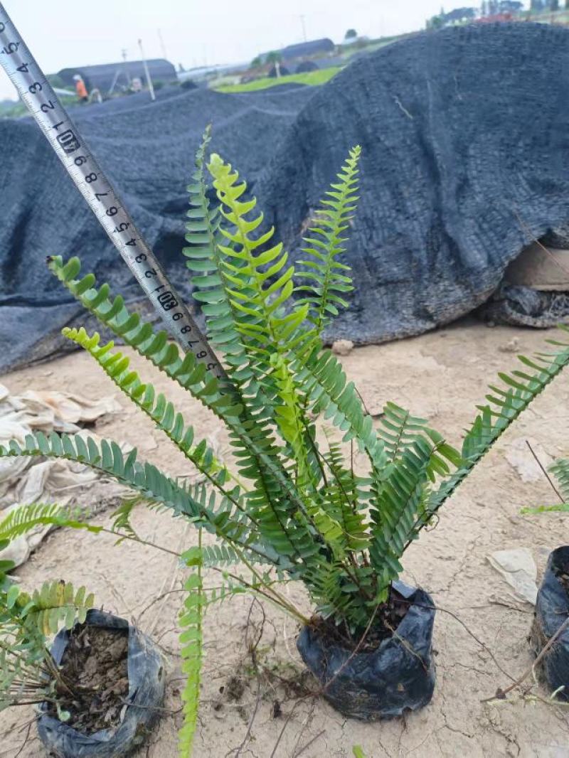【品质保证】广东省佛山排骨草（肾蕨）基地现货直发量大从优