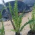 【品质保证】广东省佛山排骨草（肾蕨）基地现货直发量大从优