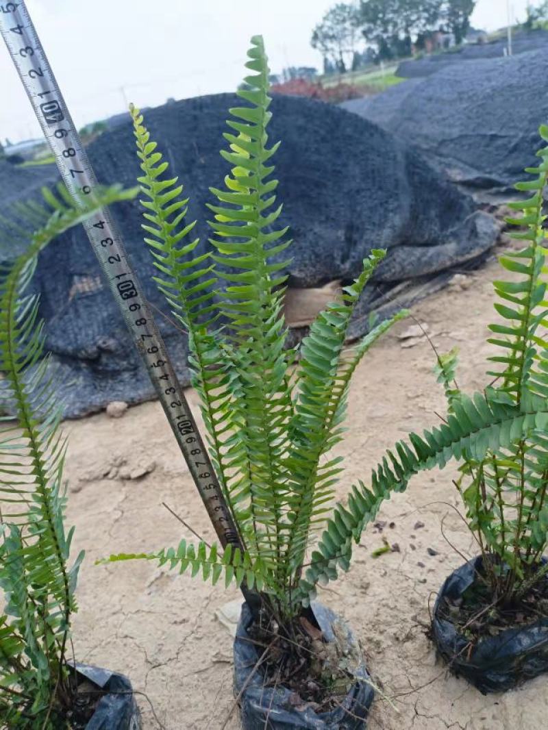 【品质保证】广东省佛山排骨草（肾蕨）基地现货直发量大从优