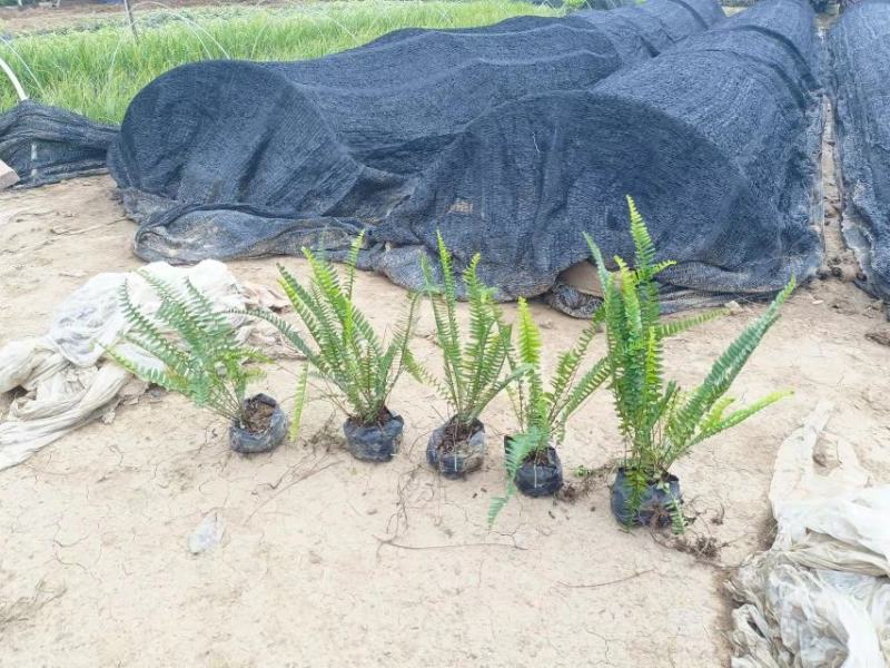 【品质保证】广东省佛山排骨草（肾蕨）基地现货直发量大从优