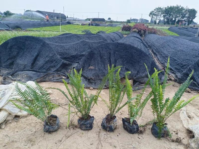 【品质保证】广东省佛山排骨草（肾蕨）基地现货直发量大从优