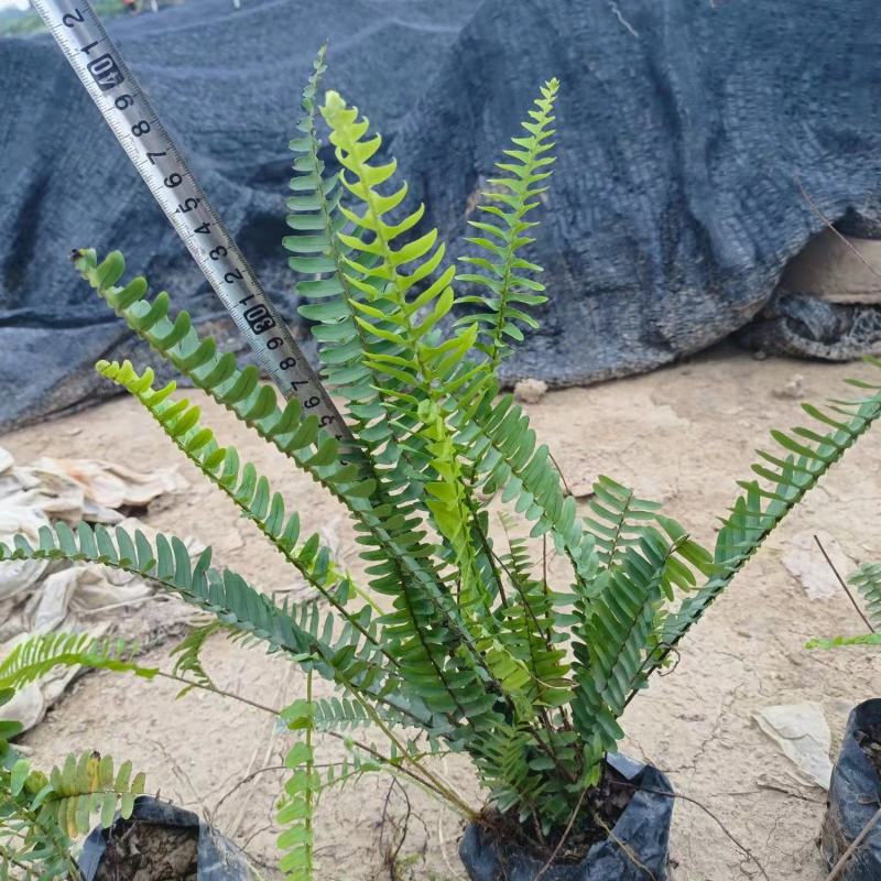 【品质保证】广东省佛山排骨草（肾蕨）基地现货直发量大从优