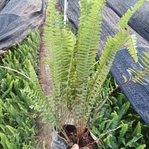 【品质保证】广东省佛山排骨草（肾蕨）基地现货直发量大从优