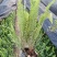 【品质保证】广东省佛山排骨草（肾蕨）基地现货直发量大从优