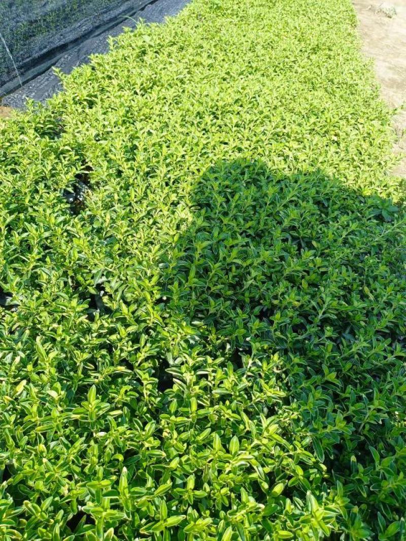 【品质保证】金边六月雪基地批发量大从优欢迎采购
