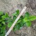 【品质保证】广东省白蝉（栀子花）基地种植量大从优欢迎采购