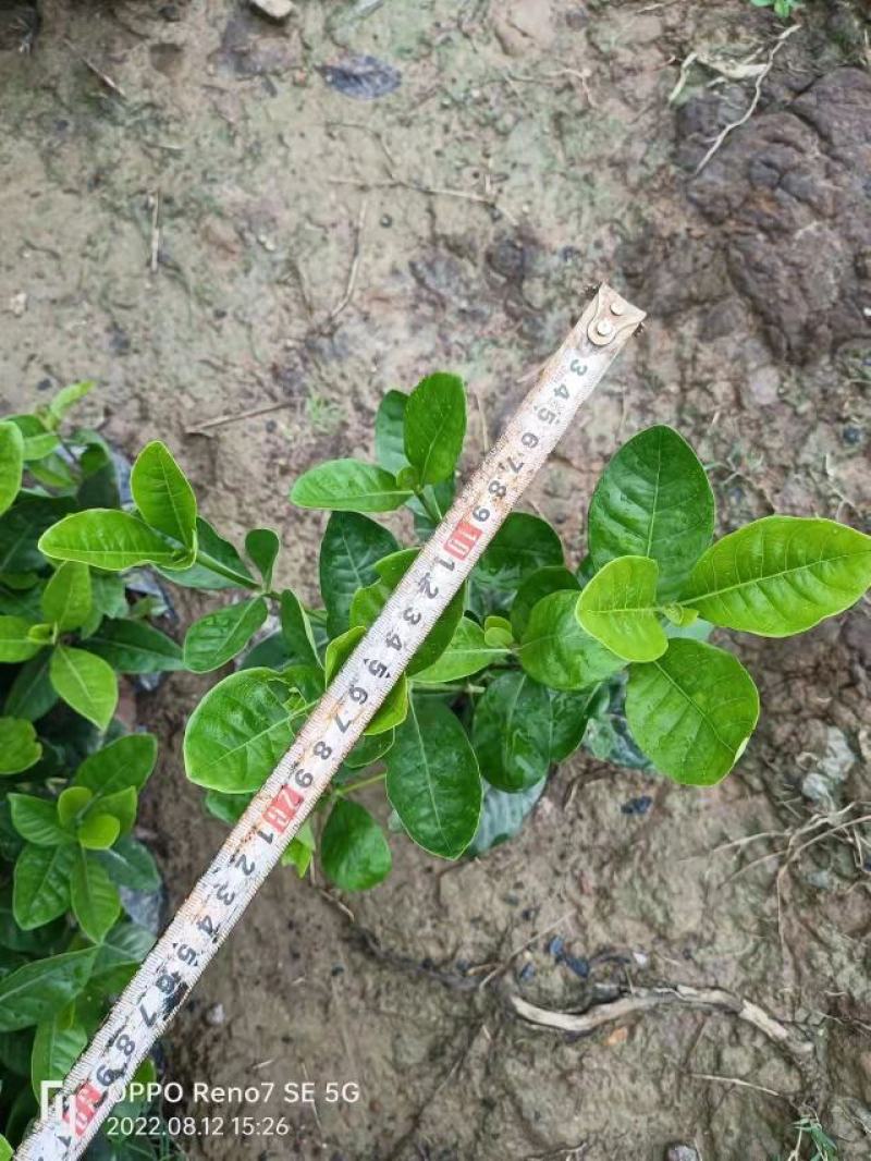【品质保证】广东省白蝉（栀子花）基地种植量大从优欢迎采购